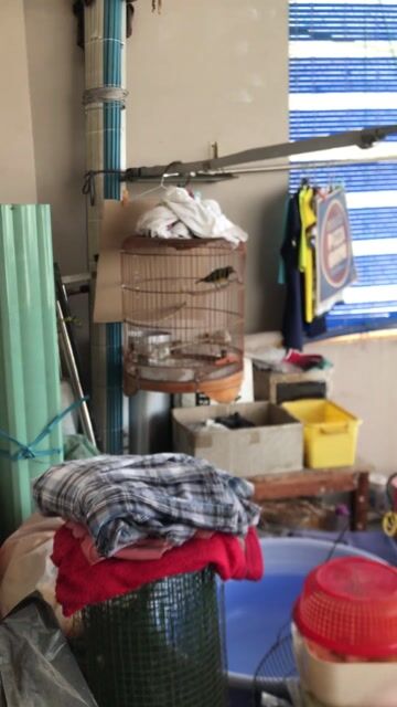 Chim cảnh Xanh vàng hót nhiều dạn. Mua bán Chim tại Quận Gò Vấp Tp Hồ Chí Minh được đăng bởi tèo hình 1