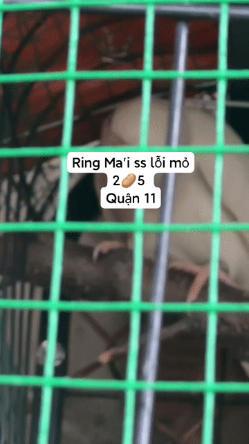 Ringneck mái ss lỗi mỏ . Mua bán Chim tại Quận 11 Tp Hồ Chí Minh được đăng bởi Trường Trần hình 1