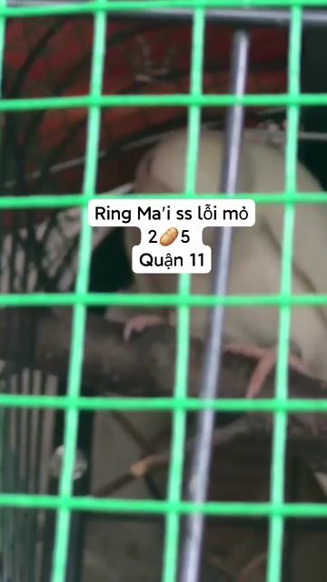 Ringneck mái ss lỗi mỏ . Mua bán Chim tại Quận 11 Tp Hồ Chí Minh được đăng bởi Trường Trần hình 1