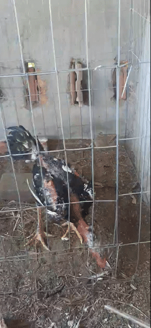 Gà giống 5 tháng trống mái khỏe mạnh. Mua bán Gà tại Quận Ngũ Hành Sơn Đà Nẵng được đăng bởi Trần Khánh hình 1