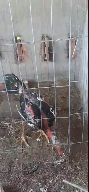 Gà giống 5 tháng trống mái khỏe mạnh. Mua bán Gà tại Quận Ngũ Hành Sơn Đà Nẵng được đăng bởi Trần Khánh hình 1