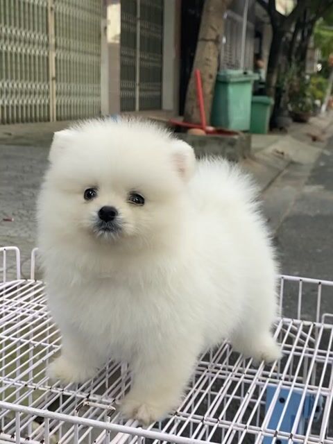 Chó Phốc Sóc cái đã tiêm vắc xin. Mua bán Chó tại Quận Liên Chiểu Đà Nẵng được đăng bởi SiSi Pet Shop hình 1