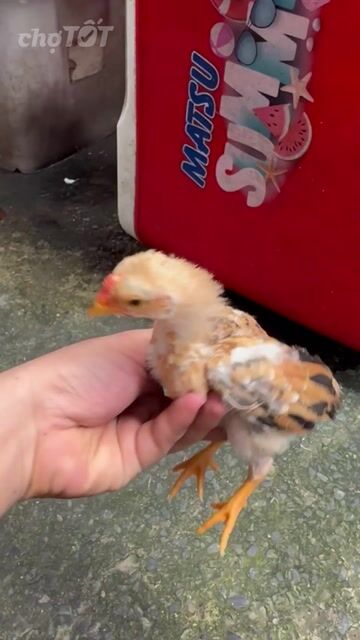 Gà tre Bắc 2 lạng. Mua bán Gà tại Quận Bình Tân Tp Hồ Chí Minh được đăng bởi nhi lê hình 1