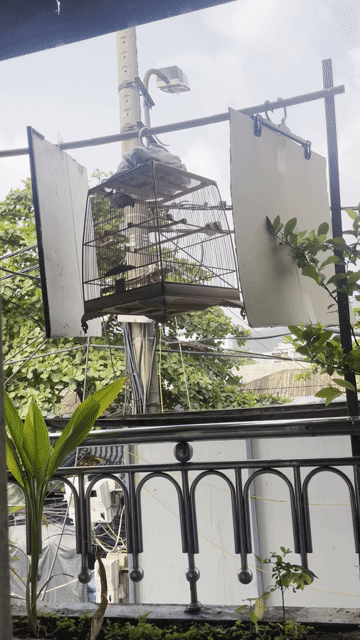 chim một mùa giọng hay. Mua bán Chim tại Quận Liên Chiểu Đà Nẵng được đăng bởi anh danh hình 1