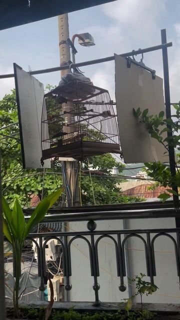 chim một mùa giọng hay. Mua bán Chim tại Quận Liên Chiểu Đà Nẵng được đăng bởi anh danh hình 1