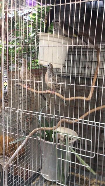 2 chim cu vần+ lồng. Mua bán Chim tại Quận Ninh Kiều Cần Thơ được đăng bởi luân pham hình 1