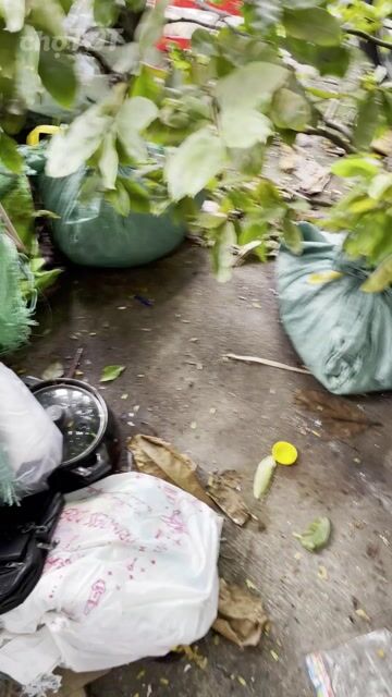 Cần bán 3 cây mai. Mua bán Cây cảnh, đồ trang trí tại Quận Bình Thạnh Tp Hồ Chí Minh được đăng bởi NGUYỄN VĂN HÀO hình 1