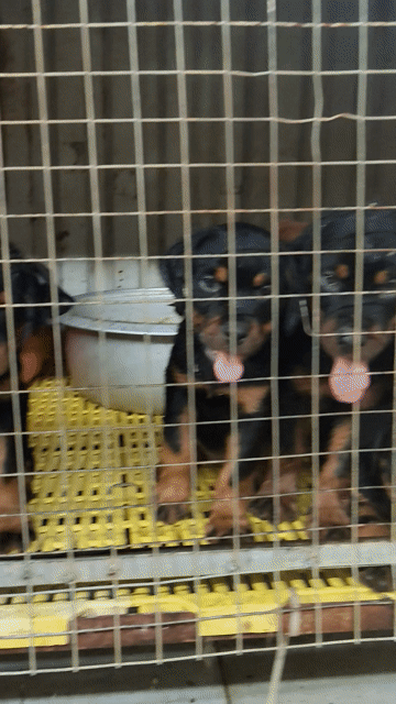 Chó Rottweiler Secbia 2 tháng đã tiêm. Mua bán Chó tại Thị xã Bến Cát Bình Dương được đăng bởi Malinois bình dương  hình 1