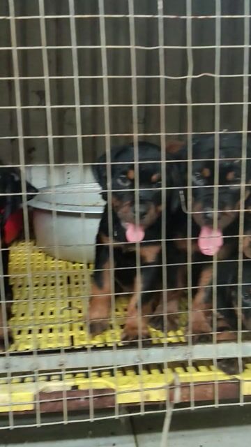 Chó Rottweiler Secbia 2 tháng đã tiêm. Mua bán Chó tại Thị xã Bến Cát Bình Dương được đăng bởi Malinois bình dương  hình 1