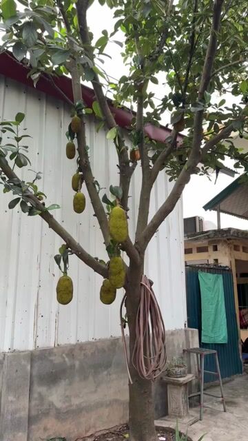 mít dai, 14 năm tuổi, vanh gốc 85cm, quả sai trĩu. Mua bán Cây cảnh, đồ trang trí tại Thị xã Kinh Môn Hải Dương được đăng bởi Văn Tú Nguyễn hình 1