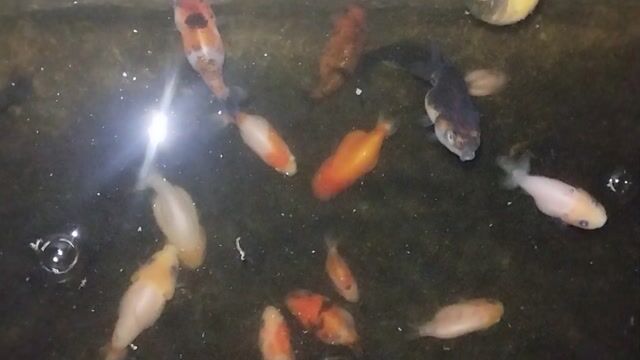 Cá Ranchu Hơn 2N Cam đen. Mua bán Thú cưng khác tại Thành phố Thủ Đức Tp Hồ Chí Minh được đăng bởi Huynhtuan hình 1