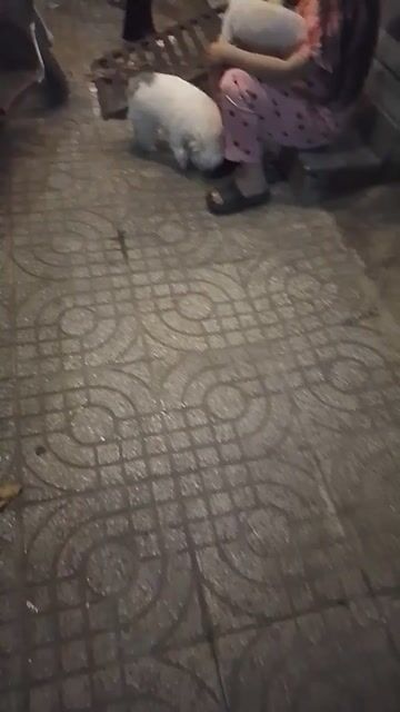 Chó Poodle lai cái. Mua bán Chó tại Thành phố Bà Rịa Bà Rịa - Vũng Tàu được đăng bởi khoa  hình 1