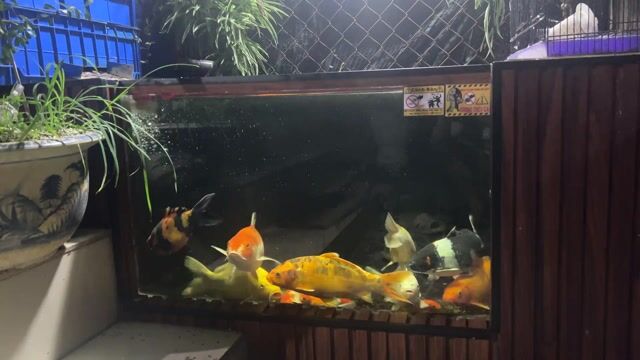 dọn hồ thanh lý 3koif1 30-40cm tặng em cam. Mua bán Thú cưng khác tại Huyện Long Điền Bà Rịa - Vũng Tàu được đăng bởi Hiếu hình 1