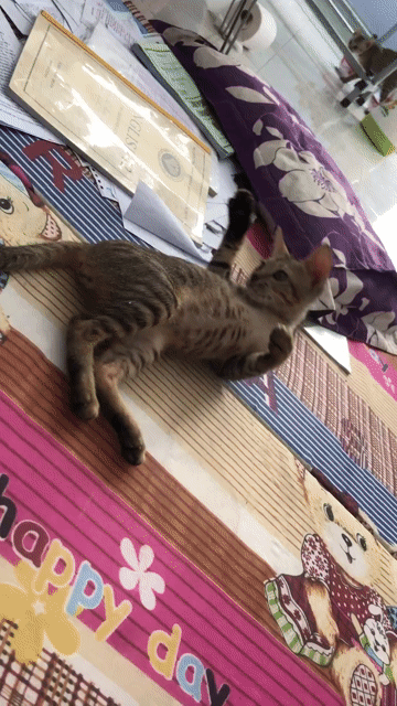 Mèo con nhà nuôi. Mua bán Mèo tại Quận Bình Tân Tp Hồ Chí Minh được đăng bởi Phung Ngoc hình 1