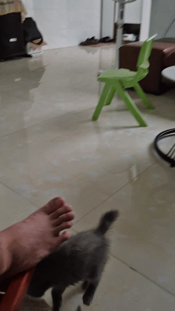 Mèo con Đen Xám. Mua bán Mèo tại Quận Hải An Hải Phòng được đăng bởi nguyen ngoc thanh hình 1