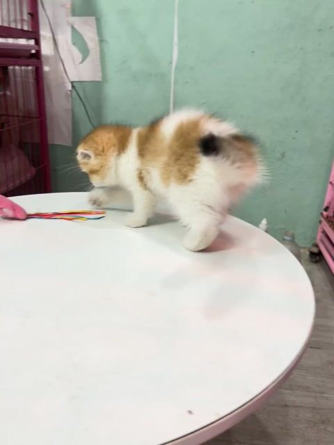 Bi Golden tai cụp, cái. Mua bán Mèo tại Quận Bắc Từ Liêm Hà Nội được đăng bởi Có Khi hình 1