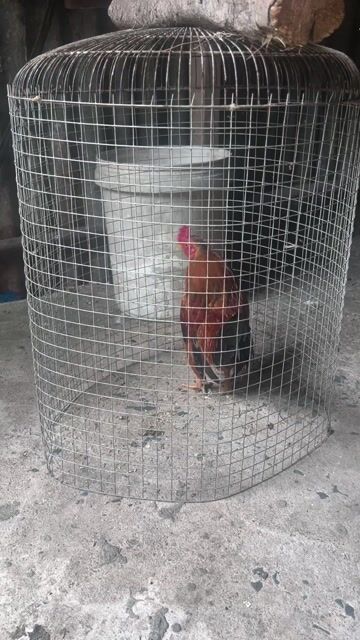 trống tre bắc. Mua bán Gà tại Huyện Cái Bè Tiền Giang được đăng bởi khoi hình 1