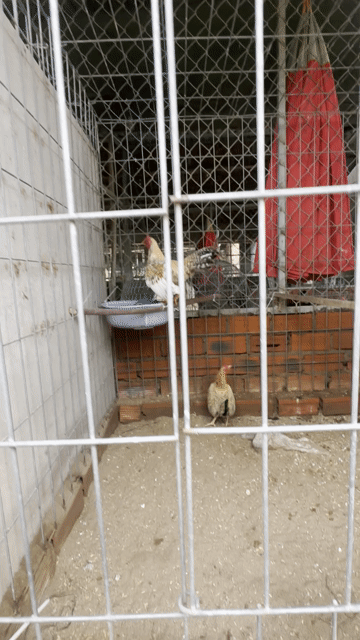 Gà cú cọc trống 5 lạng. Mua bán Gà tại Huyện Cái Bè Tiền Giang được đăng bởi Minh Thiện hình 1
