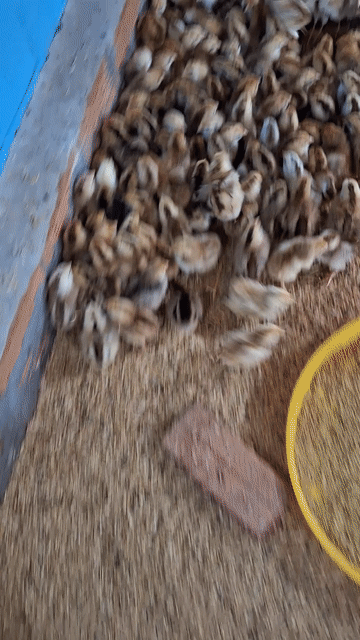 Gà nòi Bến Tre 1-30 ngày đã tiêm. Mua bán Gà tại Quận 12 Tp Hồ Chí Minh được đăng bởi Lê Thị Hảo hình 1