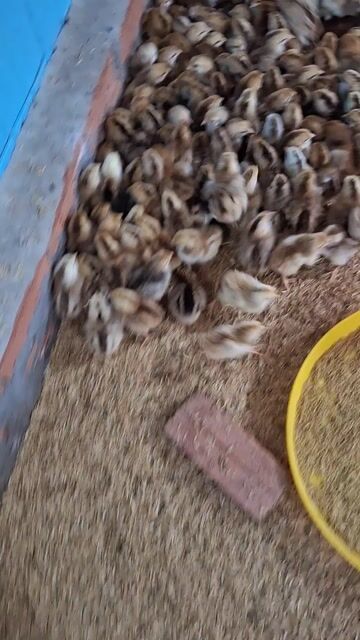Gà nòi Bến Tre 1-30 ngày đã tiêm. Mua bán Gà tại Quận 12 Tp Hồ Chí Minh được đăng bởi Lê Thị Hảo hình 1