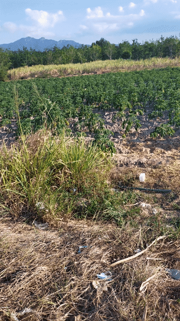 Mua bán Đất Thị xã Ninh Hòa Khánh Hòa diện tích 5000 m² giá 9 tỷ