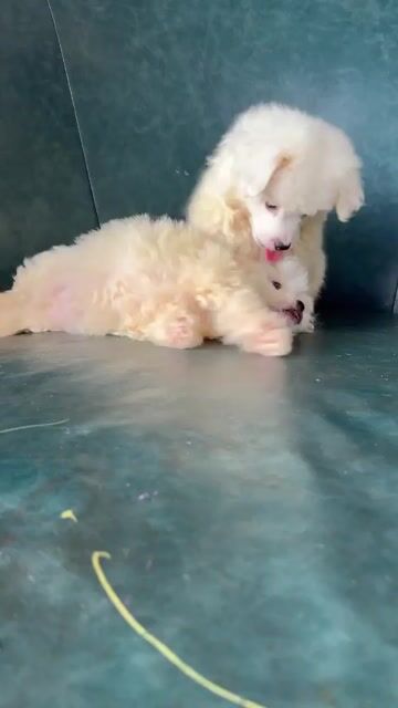 Chó Poodle con màu Trắng và phốc sóc. Mua bán Chó tại Huyện Hoài Đức Hà Nội được đăng bởi Lạc Lạc  hình 1