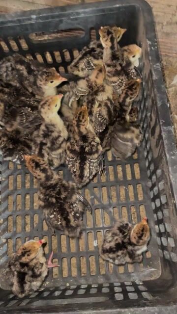 Gà con cả hai. Mua bán Gà tại Huyện Tam Bình Vĩnh Long được đăng bởi Tran Truong hình 1