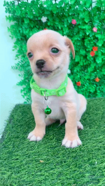 CHIHUAHUA LAI NHỎ XÍU MINI. Mua bán Chó tại Huyện Hóc Môn Tp Hồ Chí Minh được đăng bởi Cún xinh nhà TaDa hình 1