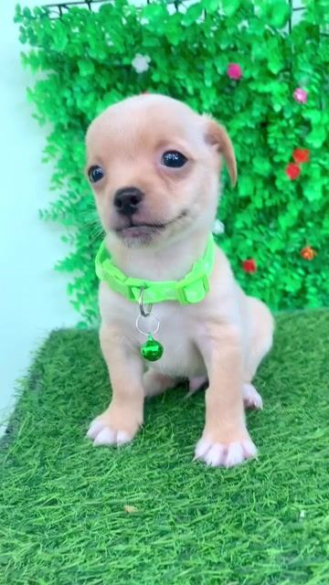 CHIHUAHUA LAI NHỎ XÍU MINI. Mua bán Chó tại Huyện Hóc Môn Tp Hồ Chí Minh được đăng bởi Cún xinh nhà TaDa hình 1
