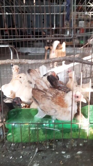 Gà kiển serma. Mua bán Gà tại Huyện Long Hồ Vĩnh Long được đăng bởi Thanh Trung hình 1