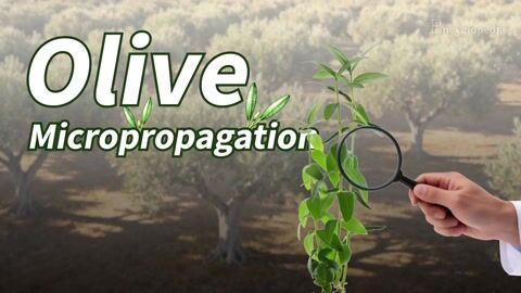 Encyclopedia-Explant Origin Culture Density Effects on Olive Micropropagation