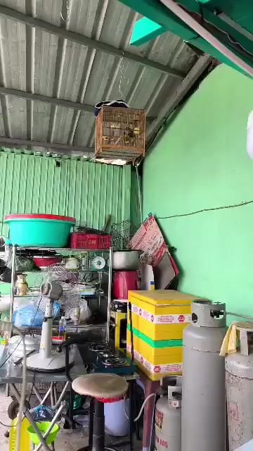 Chim chào mào hót hay. Mua bán Chim tại Quận Gò Vấp Tp Hồ Chí Minh được đăng bởi Đặng Thái Hoàng hình 1