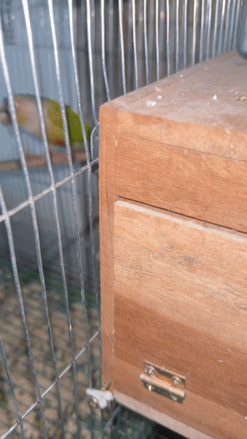 Cặp Greencheck ss đã rớt trứng. Mua bán Chim tại Quận Bình Tân Tp Hồ Chí Minh được đăng bởi bird hình 1