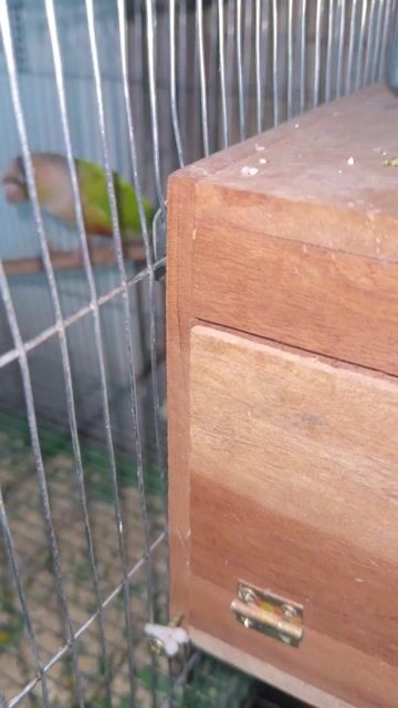 Cặp Greencheck ss đã rớt trứng. Mua bán Chim tại Quận Bình Tân Tp Hồ Chí Minh được đăng bởi bird hình 1