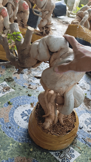 Cây giấy mỹ tập chơi, tập ghép. Mua bán Cây cảnh, đồ trang trí tại Huyện Chợ Gạo Tiền Giang được đăng bởi Thì Chơi Thích hình 1