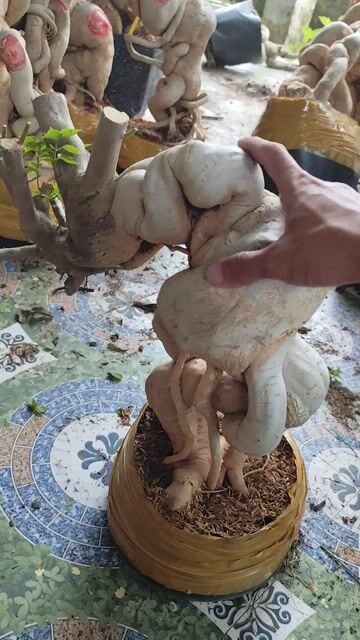 Cây giấy mỹ tập chơi, tập ghép. Mua bán Cây cảnh, đồ trang trí tại Huyện Chợ Gạo Tiền Giang được đăng bởi Thì Chơi Thích hình 1