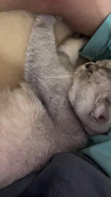 Mèo Anh lông ngắn silver. Mua bán Mèo tại Quận Đống Đa Hà Nội được đăng bởi ĐứcZzz hình 1