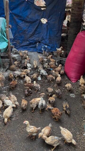 Gà ta bông nổ 1 tháng đã tiêm. Mua bán Gà tại Quận 12 Tp Hồ Chí Minh được đăng bởi Đại Farm hình 1