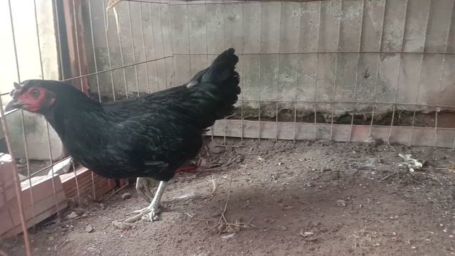 Gà mái Ô 2.9 Kg Mồng Vua chân xanh,còn lên . Mua bán Gà tại Huyện Long Hồ Vĩnh Long được đăng bởi tran chi nhan hình 1