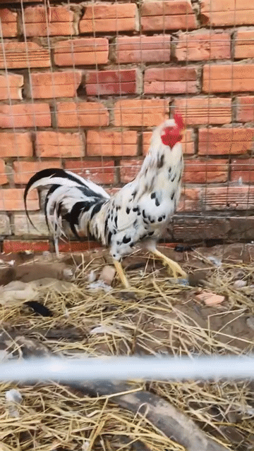 Gà trống 2kg đực 7 tháng trắng đen. Mua bán Gà tại Huyện Mang Thít Vĩnh Long được đăng bởi Hưng Quoc hình 1