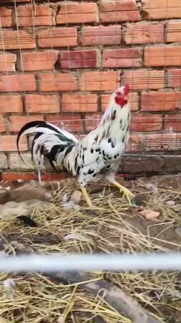 Gà trống 2kg đực 7 tháng trắng đen. Mua bán Gà tại Huyện Mang Thít Vĩnh Long được đăng bởi Hưng Quoc hình 1