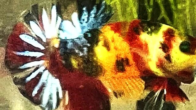 koi neon multicolor. Mua bán Thú cưng khác tại Quận Bình Thạnh Tp Hồ Chí Minh được đăng bởi Nguyễn Trung Hiếu hình 1