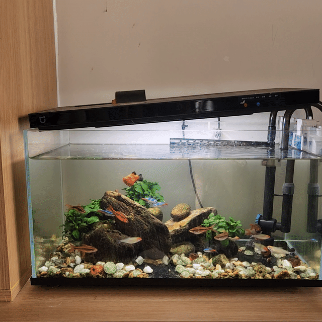 Bể cá cảnh Xiaomi 20L. Mua bán Phụ kiện, Thức ăn, Dịch vụ tại Huyện Bến Lức Long An được đăng bởi thạch hình 1