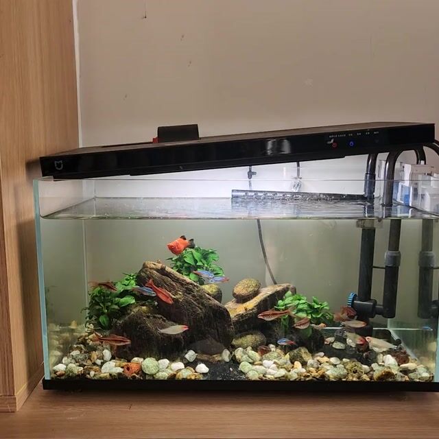 Bể cá cảnh Xiaomi 20L. Mua bán Phụ kiện, Thức ăn, Dịch vụ tại Huyện Bến Lức Long An được đăng bởi thạch hình 1