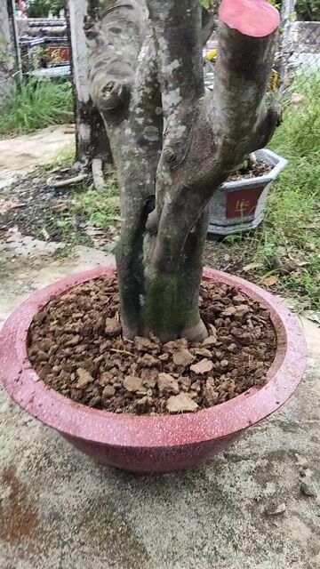 Bưởi da xanh hồng cây to hoành 65cm. Mua bán Cây cảnh, đồ trang trí tại Huyện Gò Dầu Tây Ninh được đăng bởi Dương hình 1