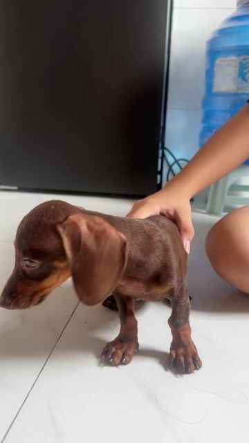 Chó Lạp Xưởng Socola- Tặng Thức Ăn. Mua bán Chó tại undefined Tp Hồ Chí Minh được đăng bởi Phạm Hoàng An hình 1
