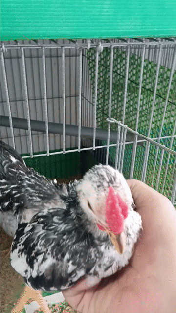 Gà trống 4 tháng. Mua bán Gà tại Quận Bình Tân Tp Hồ Chí Minh được đăng bởi vòong a sáng hình 1