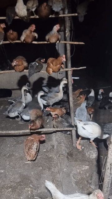 Ngỗng tơ coi nhà dọn cỏ cả hai. Mua bán Thú cưng khác tại Huyện Vĩnh Cửu Đồng Nai được đăng bởi Trần Phước hình 1