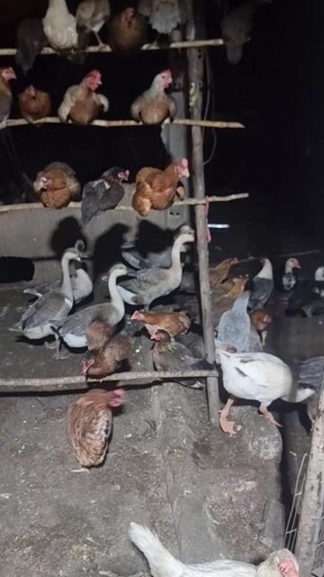 Ngỗng tơ coi nhà dọn cỏ cả hai. Mua bán Thú cưng khác tại Huyện Vĩnh Cửu Đồng Nai được đăng bởi Trần Phước hình 1