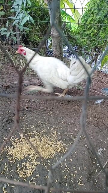 Gà Cái Trắng 1.85kg. Mua bán Gà tại Huyện Tịnh Biên An Giang được đăng bởi hòa phát hình 1